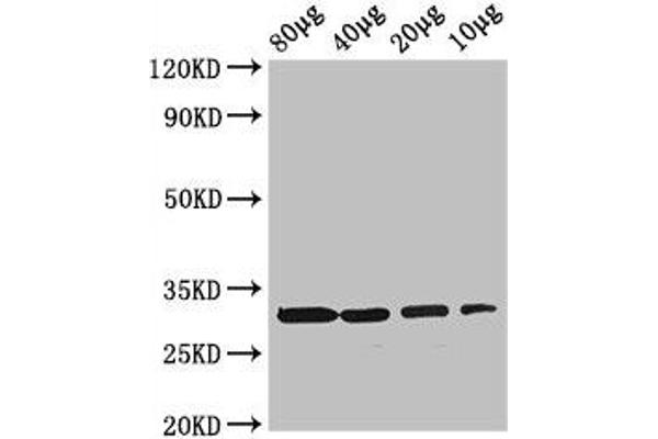 Ribokinase 抗体  (AA 1-309)