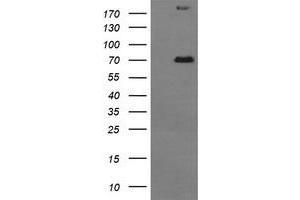 Image no. 4 for anti-Tumor Protein P73 (TP73) (AA 167-409) antibody (ABIN1491006)