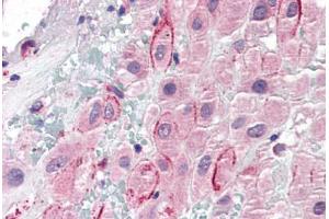 Human Placenta (formalin-fixed, paraffin-embedded) stained with SPP1 antibody ABIN337138 at 5 ug/ml followed by biotinylated anti-goat IgG secondary antibody ABIN481715, alkaline phosphatase-streptavidin and chromogen. (Osteopontin 抗体  (AA 288-299))