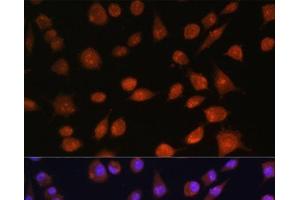 Immunofluorescence analysis of L929 cells using RPS19BP1 Polyclonal Antibody at dilution of 1:100. (RPS19BP1 抗体)