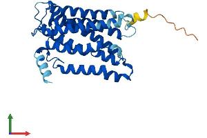 Protein Structure (PS) image for ELOVL Fatty Acid Elongase 1 (ELOVL1) (AA 1-279) protein (His tag) (ABIN7561678)