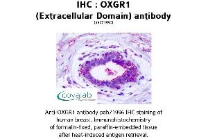 Image no. 2 for anti-Oxoglutarate (Alpha-Ketoglutarate) Receptor 1 (OXGR1) (2nd Extracellular Domain) antibody (ABIN1737720) (OXGR1 抗体  (2nd Extracellular Domain))