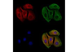 ABIN6258210 and ABIN6273865 staining Hela cells by IF/ICC. (GPR27 抗体  (Internal Region))