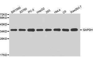 Western blot analysis of extracts of various cell lines, using GAPDH antibody at 1:2000 dilution. (GAPDH 抗体)