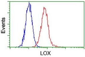 Image no. 4 for anti-Lysyl Oxidase (LOX) (AA 22-168) antibody (ABIN1491218) (LOX 抗体  (AA 22-168))