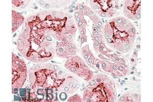 ABIN5539546 (5µg/ml) staining of paraffin embedded Human Kidney. (Kallikrein 6 抗体  (Internal Region))
