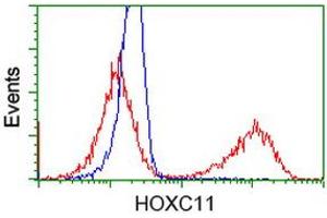 HEK293T cells transfected with either RC201475 overexpress plasmid (Red) or empty vector control plasmid (Blue) were immunostained by anti-HOXC11 antibody (ABIN2454338), and then analyzed by flow cytometry. (HOXC11 抗体)