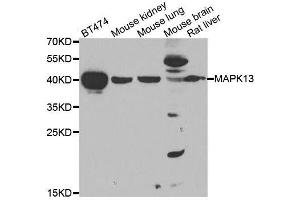 Western blot analysis of extracts of various cell lines, using MAPK13 antibody. (MAPK13 抗体  (AA 1-365))