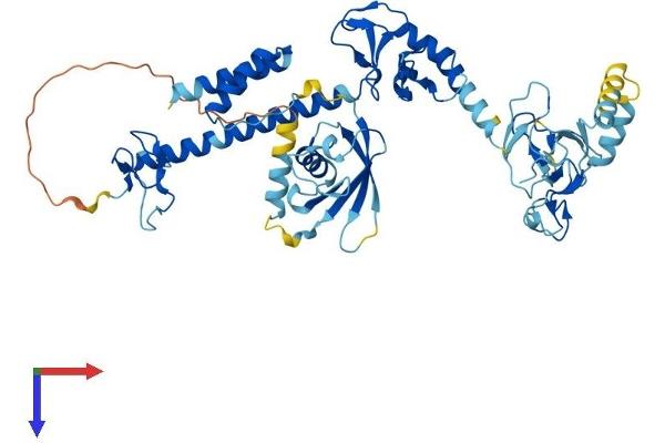 RBCK1 Protein (AA 1-508) (His tag)