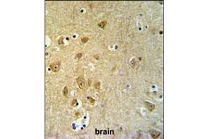 KLC2 Antibody IHC analysis in formalin fixed and paraffin embedded brain tissue followed by peroxidase conjugation of the secondary antibody and DAB staining. (KLC2 抗体  (C-Term))