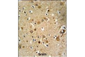 DLL4 Antibody (C-term) (ABIN653922 and ABIN2843156) IHC analysis in formalin fixed and paraffin embedded brain tissue followed by peroxidase conjugation of the secondary antibody and DAB staining. (DLL4 抗体  (C-Term))