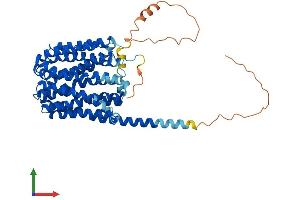 AlphaFold protein structure predicition of Human Recombinant SLC16A1 Protein, UniprotID P53985 (SLC16A1 Protein (AA 1-500) (His tag))