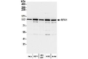 Western Blotting (WB) image for anti-Regulatory Factor X, 1 (Influences HLA Class II Expression) (RFX1) (AA 929-979) antibody (ABIN7454894)