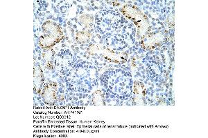 Rabbit Anti-DAZAP1 Antibody  Paraffin Embedded Tissue: Human Kidney Cellular Data: Epithelial cells of renal tubule Antibody Concentration: 4. (DAZAP1 抗体  (C-Term))