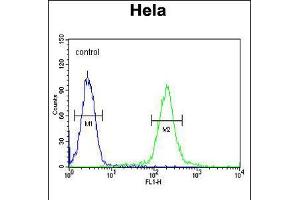Flow cytometric analysis of Hela cells (right histogram) compared to a negative control cell (left histogram). (GALNT4 抗体  (N-Term))