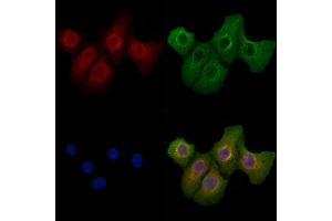 ABIN6262576 and ABIN6279541 staining Hela cells by IF/ICC. (IMMP1L 抗体  (Internal Region))