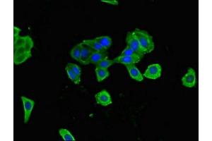 Immunofluorescence (IF) image for anti-Calnexin (CANX) (AA 265-469) antibody (ABIN7146508)