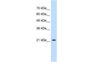 PGRMC1 antibody used at 0. (PGRMC1 抗体  (N-Term))