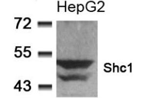 Image no. 2 for anti-SHC (Src Homology 2 Domain Containing) Transforming Protein 1 (SHC1) (Tyr349) antibody (ABIN197588) (SHC1 抗体  (Tyr349))