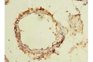 Immunohistochemistry of paraffin-embedded human testis tissue using ABIN7165386 at dilution of 1:100 (FAM126B 抗体  (AA 281-530))