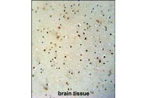 MED25 antibody immunohistochemistry analysis in formalin fixed and paraffin embedded human brain tissue followed by peroxidase conjugation of the secondary antibody and DAB staining. (MED25 抗体  (N-Term))