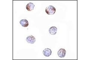 Immunocytochemistry of KLHL15 in HeLa cells with this product at 5 μg/ml. (KLHL15 抗体  (C-Term))