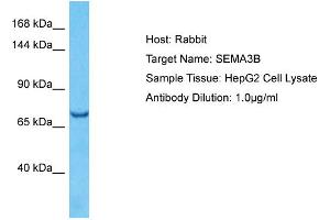 Western Blotting (WB) image for anti-Sema Domain, Immunoglobulin Domain (Ig), Short Basic Domain, Secreted, (Semaphorin) 3B (SEMA3B) (Middle Region) antibody (ABIN2774593)