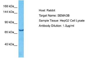 Host: Rabbit Target Name: SEMA3B Sample Type: HepG2 Whole Cell lysates Antibody Dilution: 1. (SEMA3B 抗体  (Middle Region))
