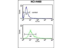 Flow Cytometry analysis of NCI-H460 cells using S100A10 Antibody (Center) Cat. (S100A10 抗体  (Middle Region))