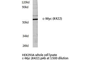Western blot (WB) analysis of c-Myc antibody in extracts from HEK293A cells. (c-MYC 抗体)