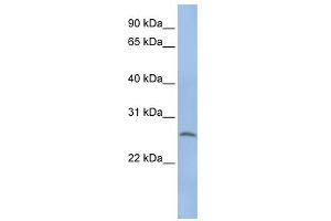 Elastase 1 antibody (Pancreatic) used at 1 ug/ml to detect target protein. (CELA1 抗体  (N-Term))