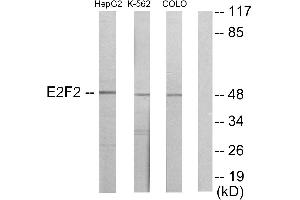 Western blot analysis of extracts from HepG2 cells, K562 cells and COLO205 cells, usingantibody. (E2F2 抗体)