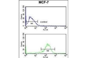 IL10RA Antibody (Center) (ABIN652714 and ABIN2842473) flow cytometry analysis of MCF-7 cells (bottom histogram) compared to a negative control cell (top histogram). (IL-10RA 抗体  (AA 147-175))