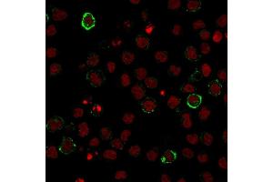 Immunofluorescence staining of U937 cells using CD15 Monoclonal Antibody (Leu-M1) followed by goat anti-Mouse IgG conjugated to CF488 (green). (CD15 抗体)