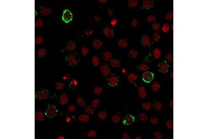 Immunofluorescence staining of U937 cells using CD15 Monoclonal Antibody (Leu-M1) followed by goat anti-Mouse IgG conjugated to CF488 (green). (CD15 抗体)