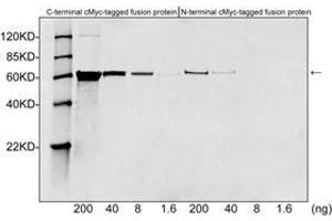 Western blot analysis of c-Myc tagged fusion proteins expressed in E. (Myc Tag 抗体)