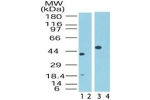 Image no. 1 for anti-Mitogen-Activated Protein Kinase Associated Protein 1 (MAPKAP1) (AA 85-102) antibody (ABIN207659) (MAPKAP1 抗体  (AA 85-102))