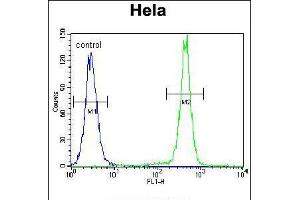 Flow cytometric analysis of Hela cells (right histogram) compared to a negative control cell (left histogram). (PCDHB10 抗体  (C-Term))