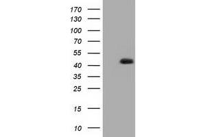 Image no. 1 for anti-3-hydroxyisobutyryl-CoA Hydrolase (HIBCH) antibody (ABIN1498653) (HIBCH 抗体)