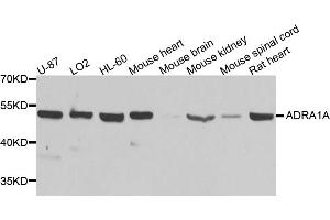 Western blot analysis of extracts of various cell lines, using ADRA1A antibody (ABIN5970687) at 1/1000 dilution. (alpha 1 Adrenergic Receptor 抗体)