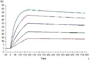 Surface Plasmon Resonance (SPR) image for Interleukin 10 Receptor, alpha (IL10RA) (AA 22-235) protein (His-Avi Tag) (ABIN7274906)