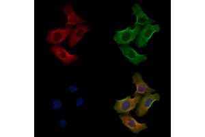 ABIN6258242 and ABIN6275903 staining Hela cells by IF/ICC. (Follistatin 抗体  (Internal Region))