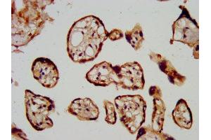 IHC image of ABIN7157971 diluted at 1:600 and staining in paraffin-embedded human placenta tissue performed on a Leica BondTM system. (LGMN 抗体  (AA 199-312))