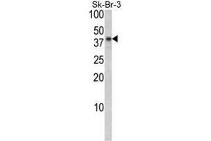 Image no. 1 for anti-Biglycan (BGN) (AA 155-184), (Middle Region) antibody (ABIN452781) (Biglycan 抗体  (Middle Region))