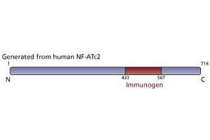 Image no. 2 for anti-Nuclear Factor of Activated T-Cells, Cytoplasmic, Calcineurin-Dependent 2 (NFAT1) (AA 433-567) antibody (ABIN967558) (NFAT1 抗体  (AA 433-567))