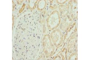 Immunohistochemistry of paraffin-embedded human kidney tissue using ABIN7148457 at dilution of 1:100 (COG4 抗体  (AA 506-785))