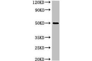 Western Blot Positive WB detected in: K562 whole cell lysate All lanes: SGMS1 antibody at 4 μg/mL Secondary Goat polyclonal to rabbit IgG at 1/50000 dilution Predicted band size: 49, 26 kDa Observed band size: 49 kDa (Sphingomyelin Synthase 1 抗体  (AA 48-137))