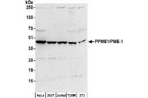 Western Blotting (WB) image for anti-Protein Phosphatase Methylesterase 1 (PPME1) (AA 1-50) antibody (ABIN7450595)