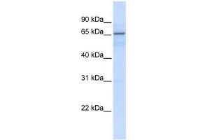 ZNF256 antibody used at 0. (ZNF256 抗体  (N-Term))