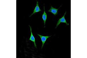 Confocal immunofluorescent analysis of Y2A Antibody (C-term) (ABIN651607 and ABIN2840322) with 293 cell followed by Alexa Fluor® 488-conjugated goat anti-rabbit lgG (green). (AMY2A 抗体  (C-Term))